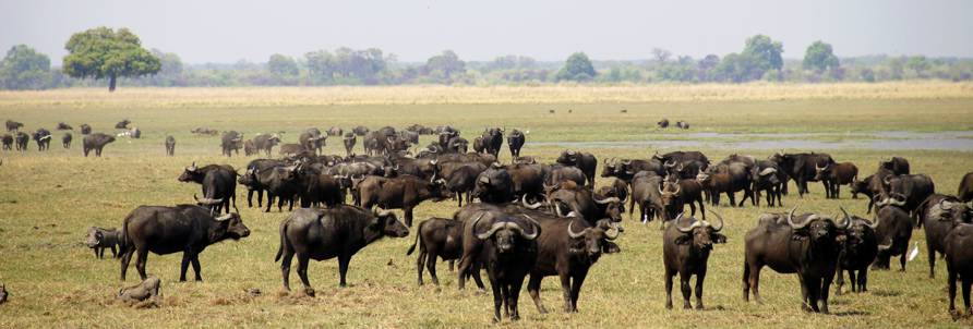 African Buffalos on the Okavango - near Bagani / Namibia